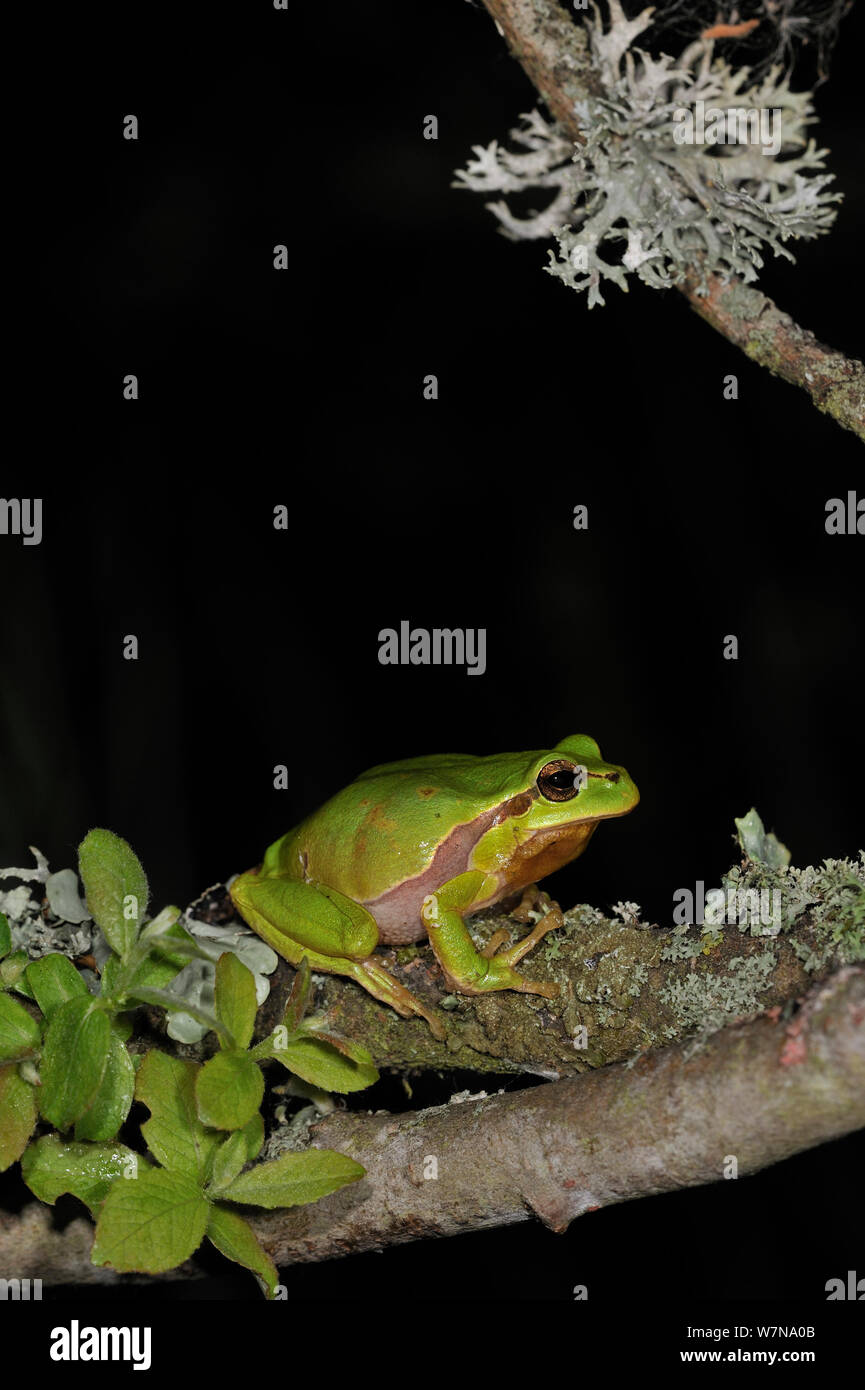 Rainette commune (Hyla arborea) assis sur des couverts de lichens dans la nuit, la Brenne, France, mai Digital composite Banque D'Images