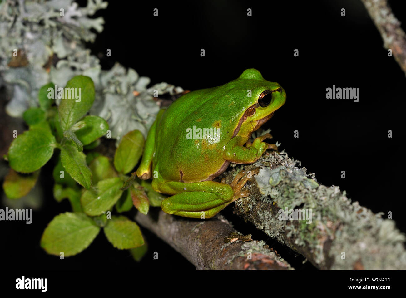 Rainette commune (Hyla arborea) assis sur des couverts de lichens dans la nuit, la Brenne, France, mai. Banque D'Images