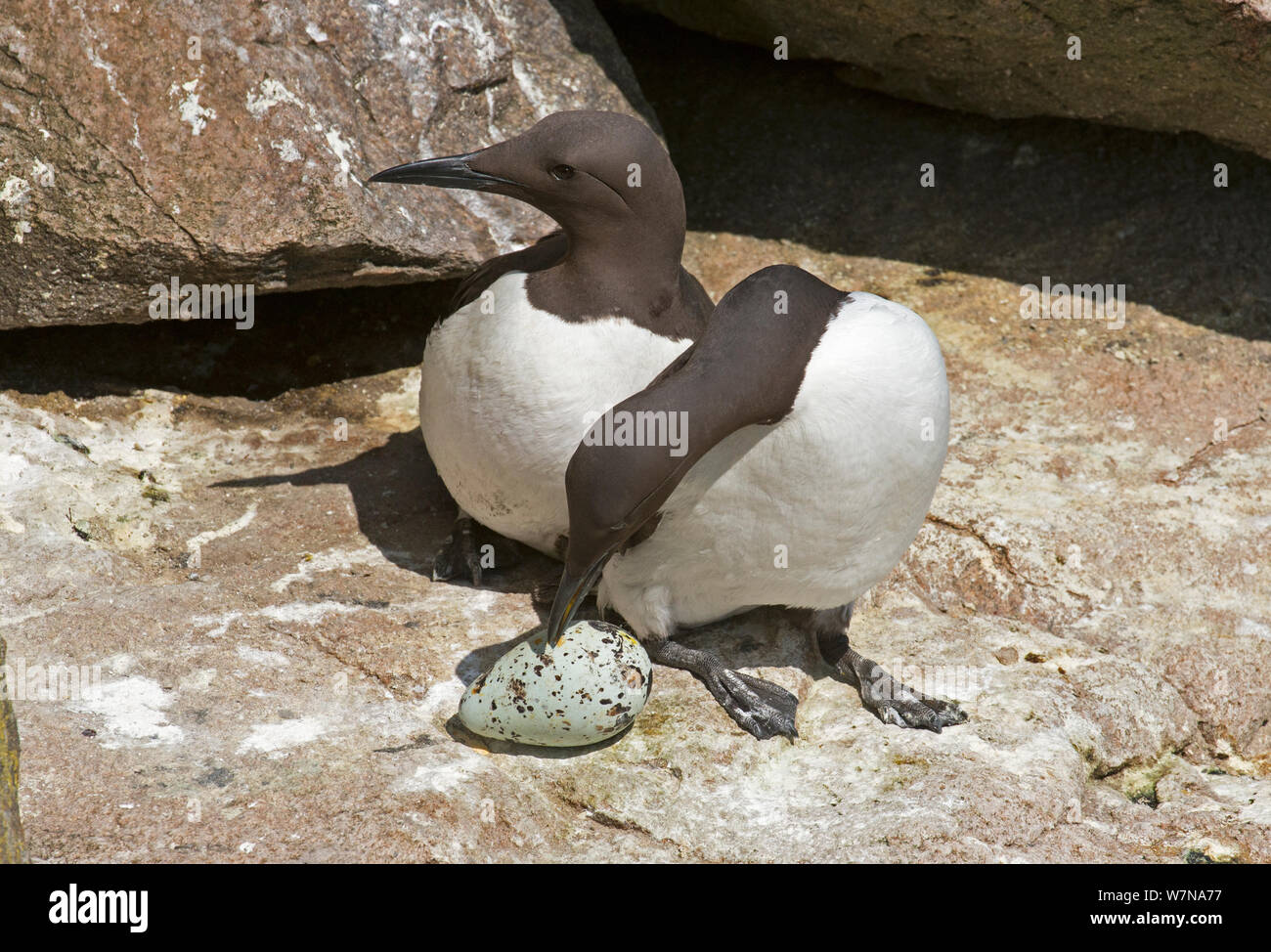 Common guillemot (Uria aalge) paire au nid, l'un sur le point d'incuber un oeuf alors que l'autre regarde, l'île Great Saltee, Wexford, Irlande, juin Banque D'Images