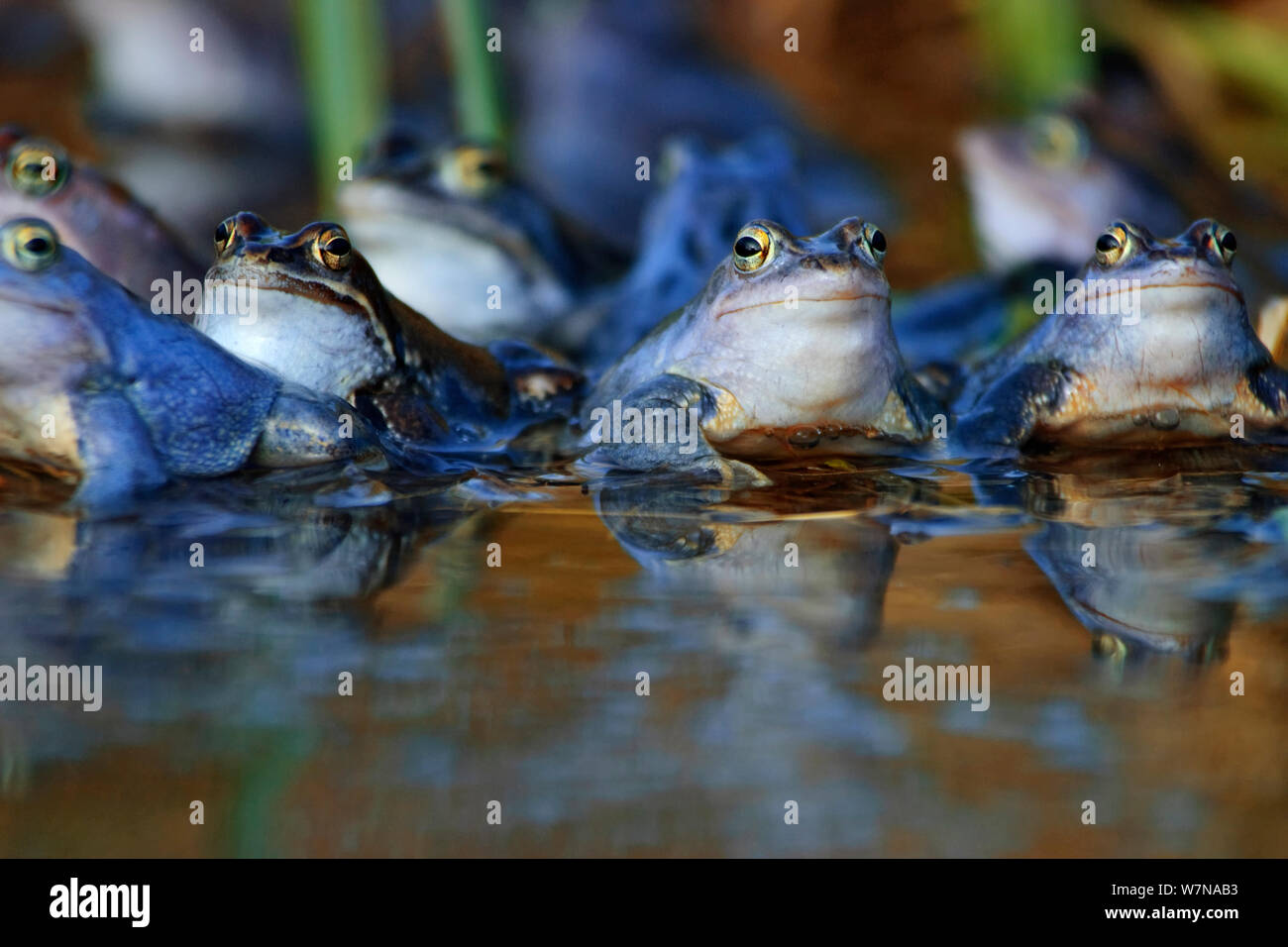 Moor Frog (Rana arvalis) Mecklenburg-Vorpommern, Allemagne, Avril Banque D'Images