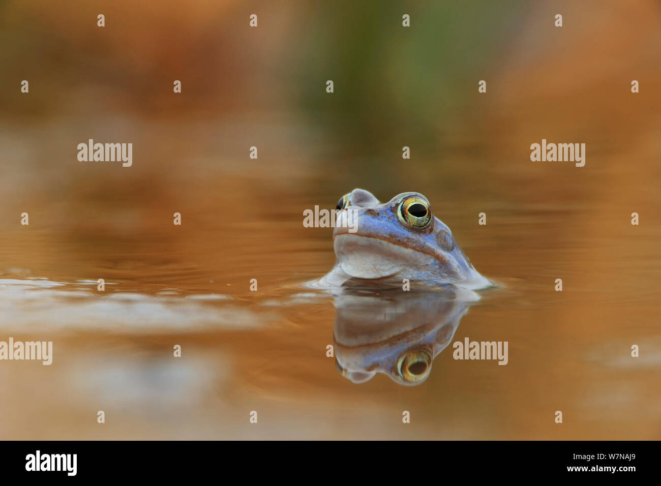 Moor Frog (Rana arvalis) dans l'eau, de l'Allemagne, Avril Banque D'Images