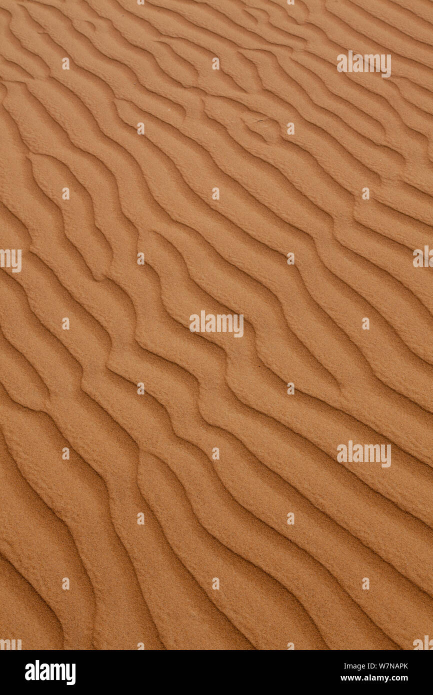 Détail des modes sur le côté d'une dune de sable provoquée par le vent, Dubaï, Émirats Arabes Unis Banque D'Images