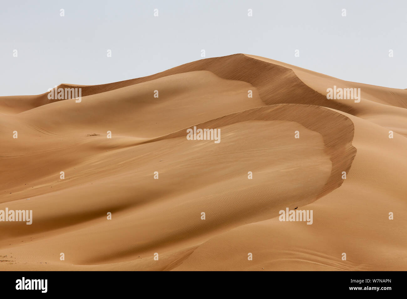 Dunes de sable, Désert d'Arabie, Dubaï, Émirats Arabes Unis Banque D'Images