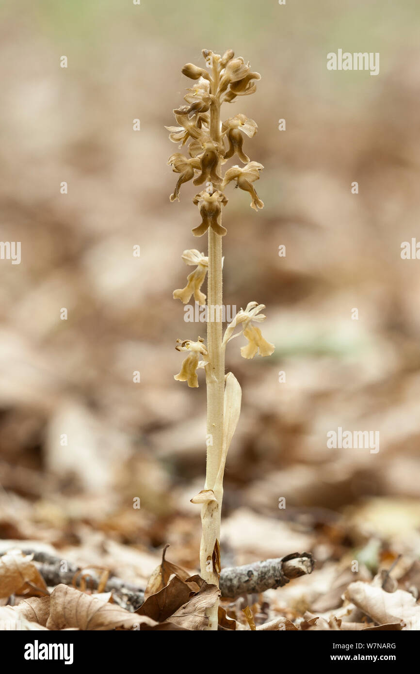 Le nid d'orchid (Neottia nidus-avis), Bosci di 20/410, Calabre, Italie Banque D'Images