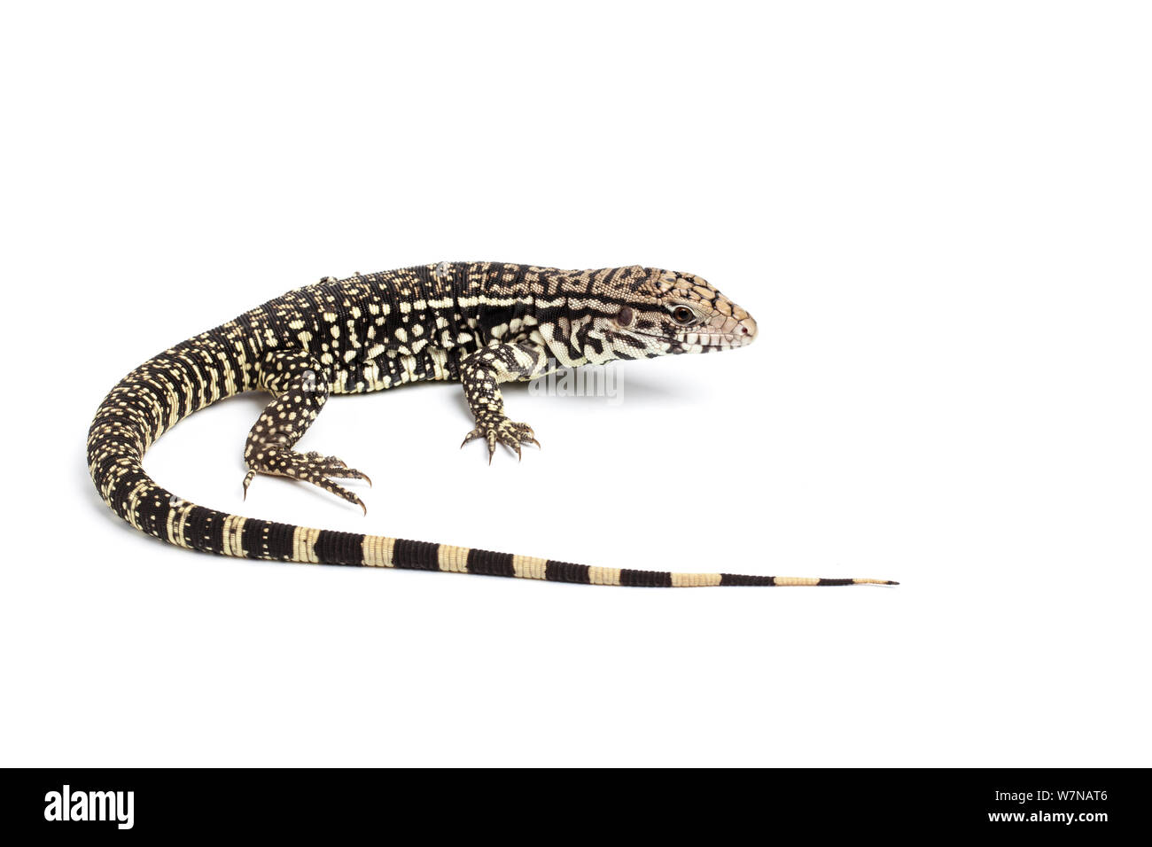 Tégu noir et blanc d'Argentine (Tupinambis merianae), en captivité se produit en Amérique du Sud Banque D'Images