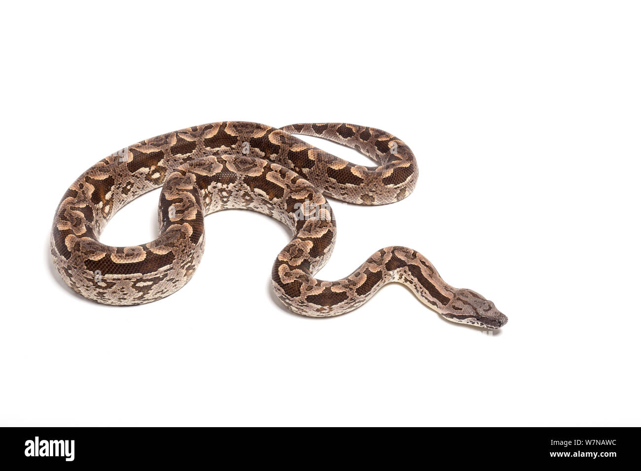 Dumeril Acrantophis dumerili boa (du), se produit à Madagascar Banque D'Images