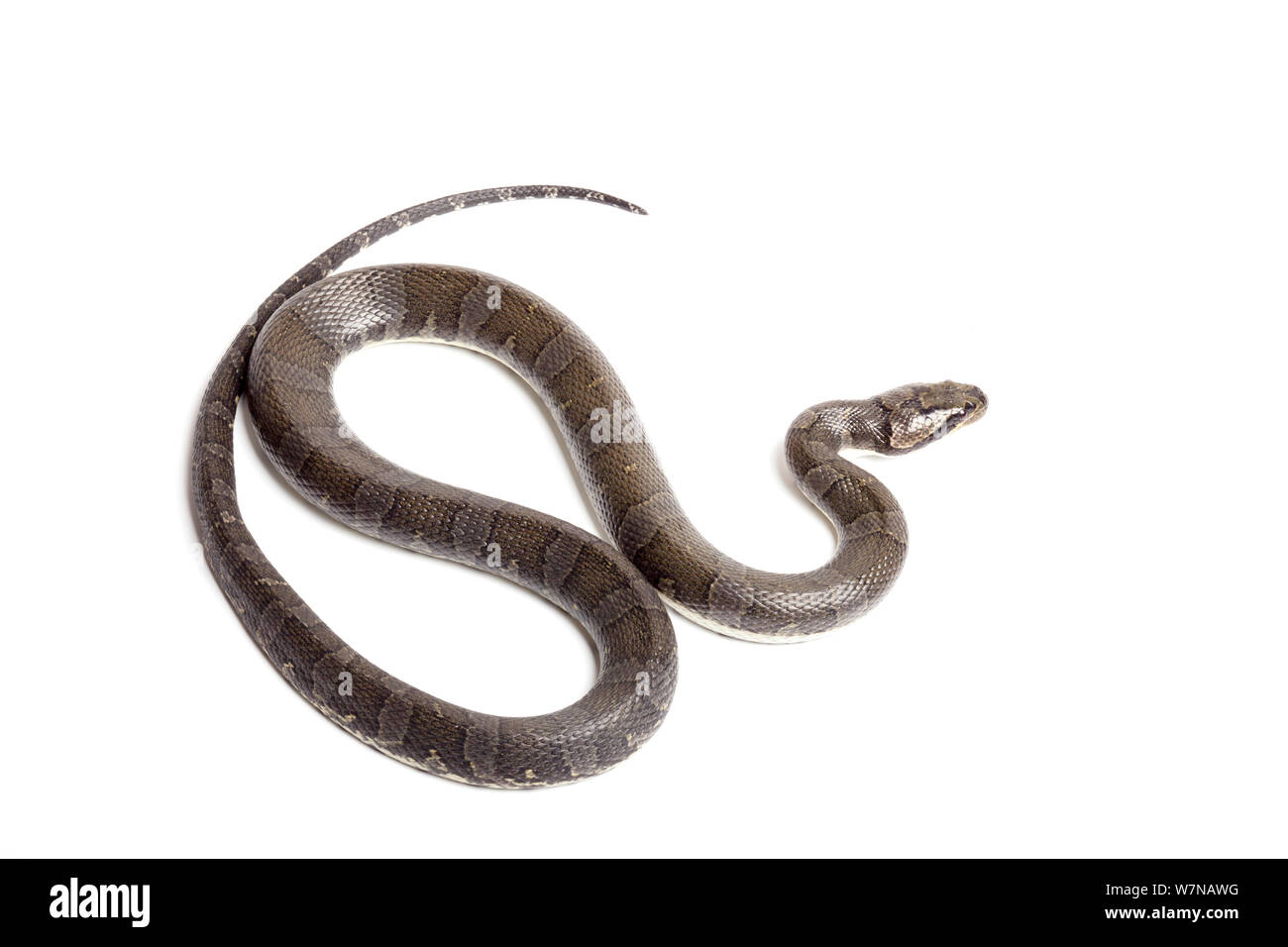 Face feuilletée (Homalopsis buccata serpent d'eau), se produit en Asie. Banque D'Images