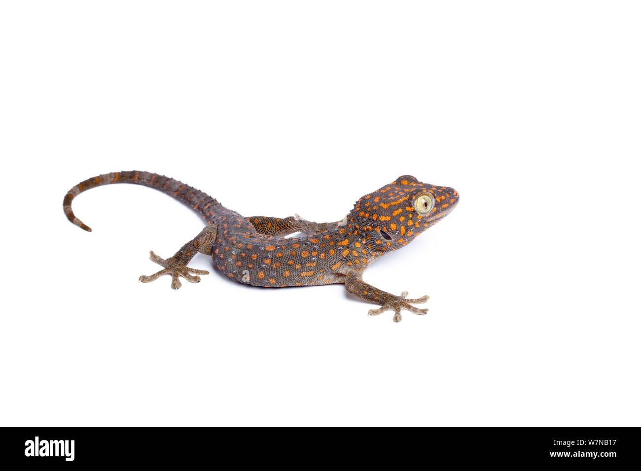 Gecko Tokay Gekko gecko (en captivité), venant de l'Asie du Sud Est Banque D'Images