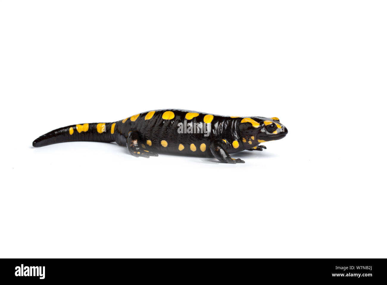 Salamandre (Salamandra Corse Corse), captive, se produit Corisca Banque D'Images