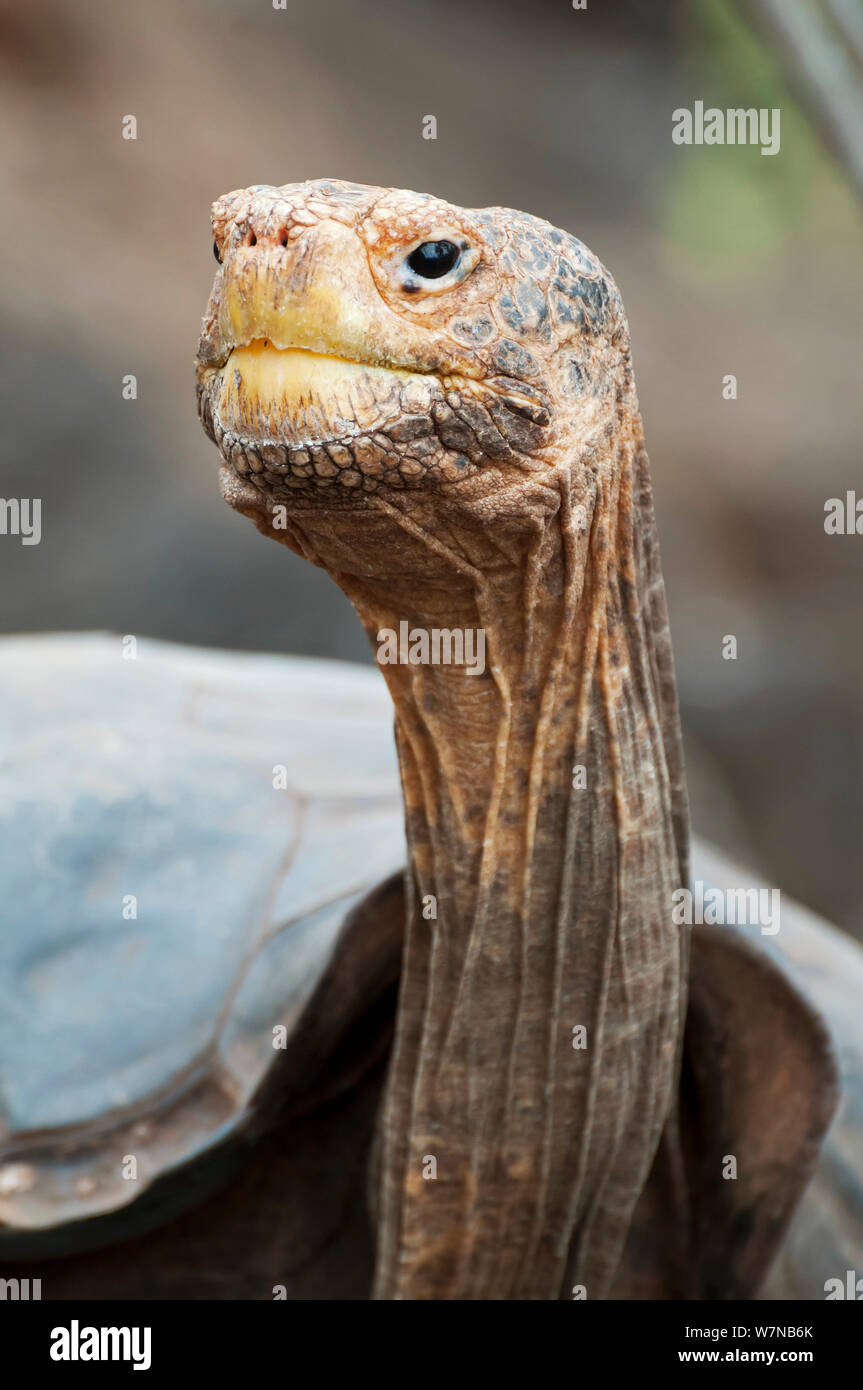 Tortue géante de l'île de la hotte (Chelonoidis nigra hoodensis) utilisé pour l'élevage de programme depuis 1960, Centre d'élevage de tortues, Puerto Ayora, Santa Cruz Island, îles Galapagos, Equateur, espèces en danger critique d'extinction Banque D'Images