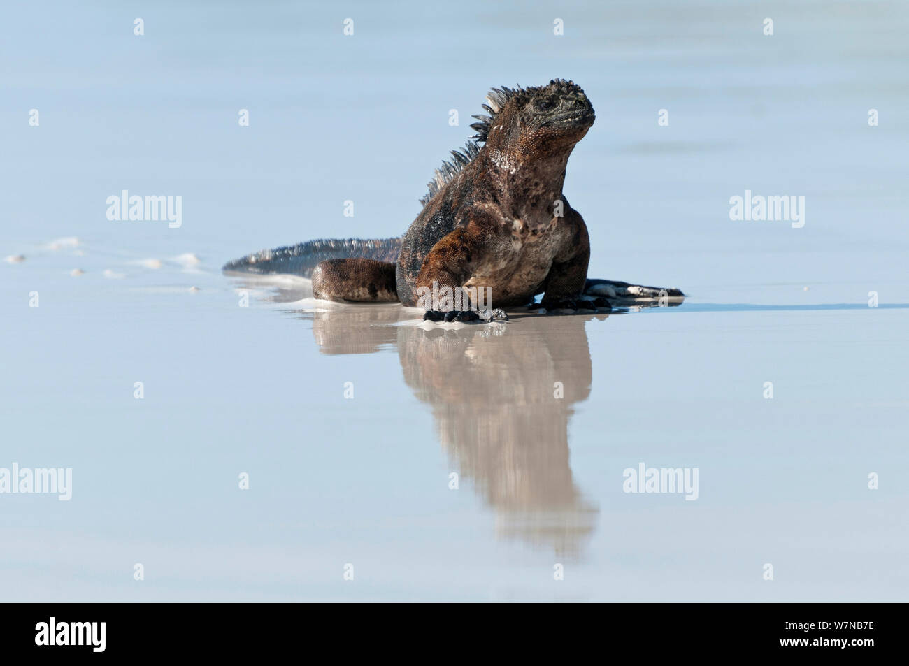 Iguane marin (Amblyrhynchus cristatus) homme de la migration vers les aires de reproduction au début de saison chaude. Îles Galapagos, Equateur, décembre. Banque D'Images
