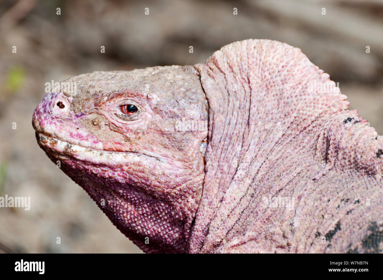 Iguana (Conolophus marthae rose du Nord), rim caldeira du volcan Wolf, Isabela Island, îles Galapagos, Equateur, espèces en danger critique d'extinction Banque D'Images