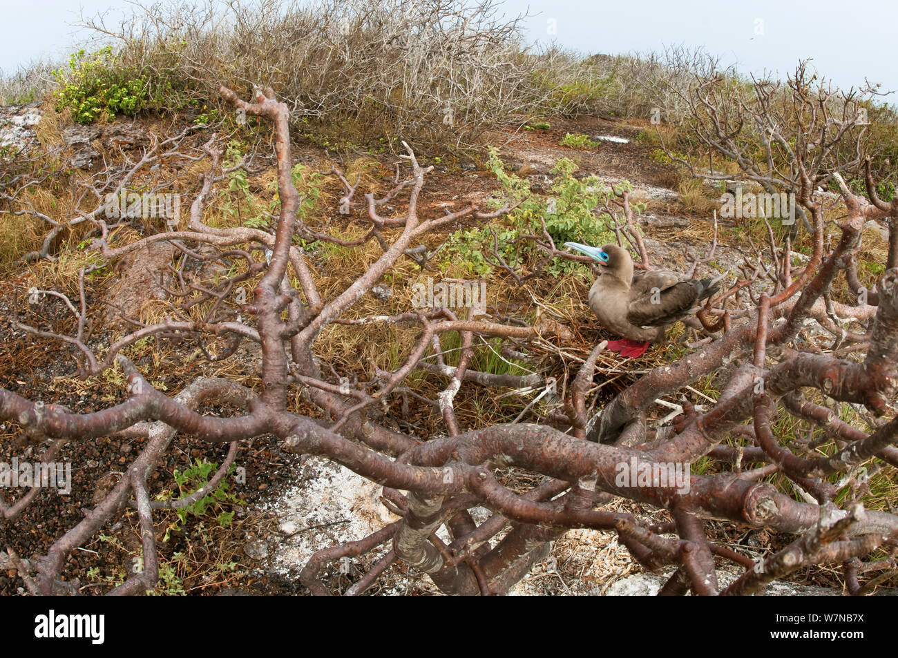 Fou à pieds rouges (Sula sula) nichant dans les palo santo (Bursera graveolens). Le prince Phillip, Genovesa (Tower), l'île de Galapagos, juin. Banque D'Images
