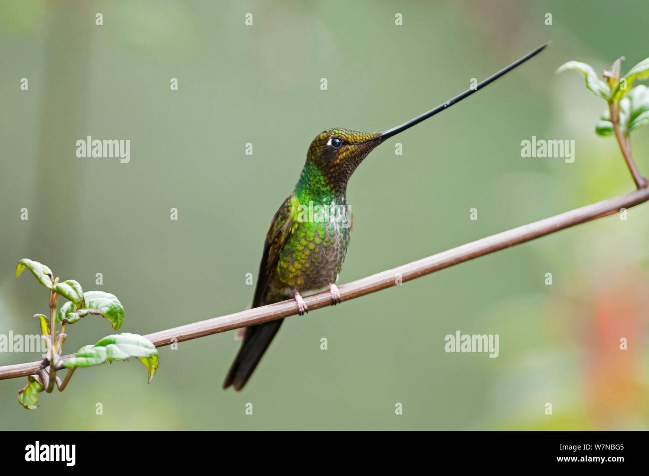 Épée Ensifera ensifera hummingbird (BEC) profil montrant bec est plus long que le corps, la réserve de Yanacocha, Fondation Jocotoco, 3 200 mètres d'altitude sur le versant ouest du volcan Pichincha, Communauté andine, l'Équateur de la forêt de nuages Banque D'Images