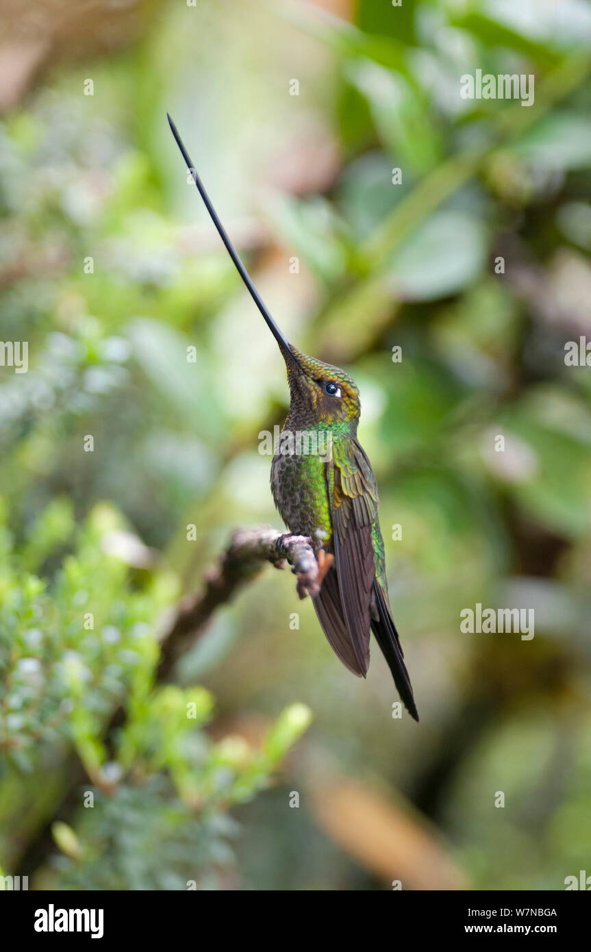Épée Ensifera ensifera hummingbird (BEC) profil montrant bec est plus long que le corps, la réserve de Yanacocha, Fondation Jocotoco, 3 200 mètres d'altitude sur le versant ouest du volcan Pichincha, Communauté andine, l'Équateur de la forêt de nuages Banque D'Images