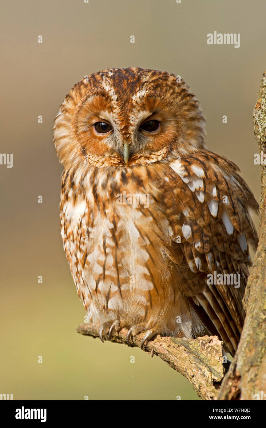 Tawny owl (Strix Aluco enr.) portrait, UK, prises dans des conditions contrôlées, Février Banque D'Images