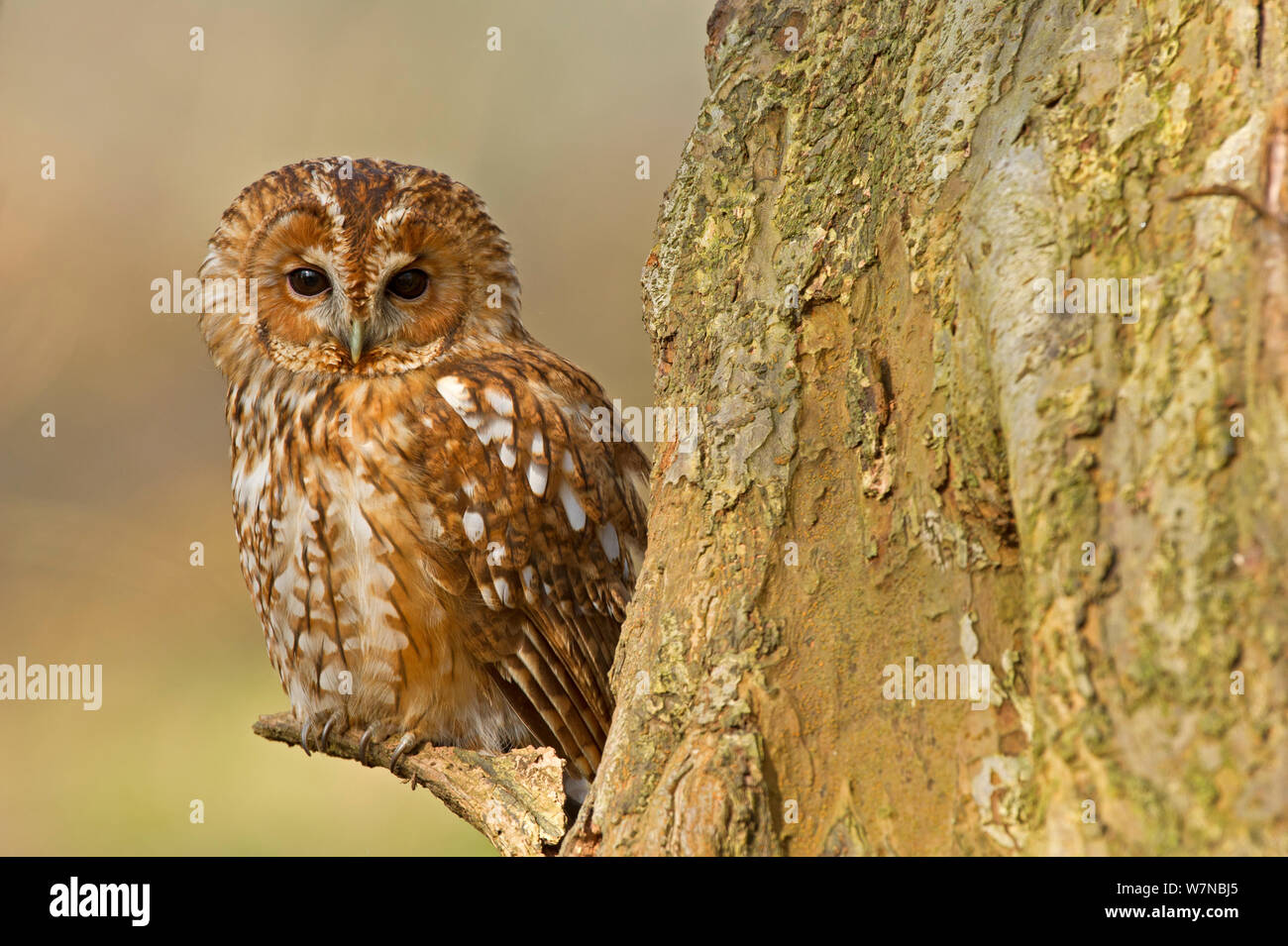 Tawny owl (Strix Aluco enr.) portrait, UK, prises dans des conditions contrôlées, Février Banque D'Images