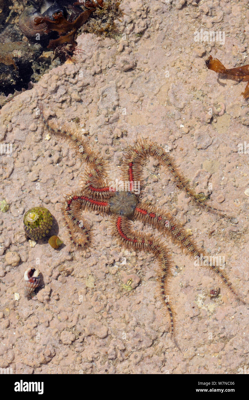 Star fragile commun (Ophiothrix fragilis) se déplacer sur un étage de rockpool incrustés d'algue rouge passé plat / Purple Top shell (Gibbula umbilicalis), rugueux pervenche (Littorina saxatilis) et d'épaisses lèvres pourpre (Nassarius incrassatus) faible sur un rivage rocailleux, près de Falmouth, Cornwall, UK, août. Banque D'Images