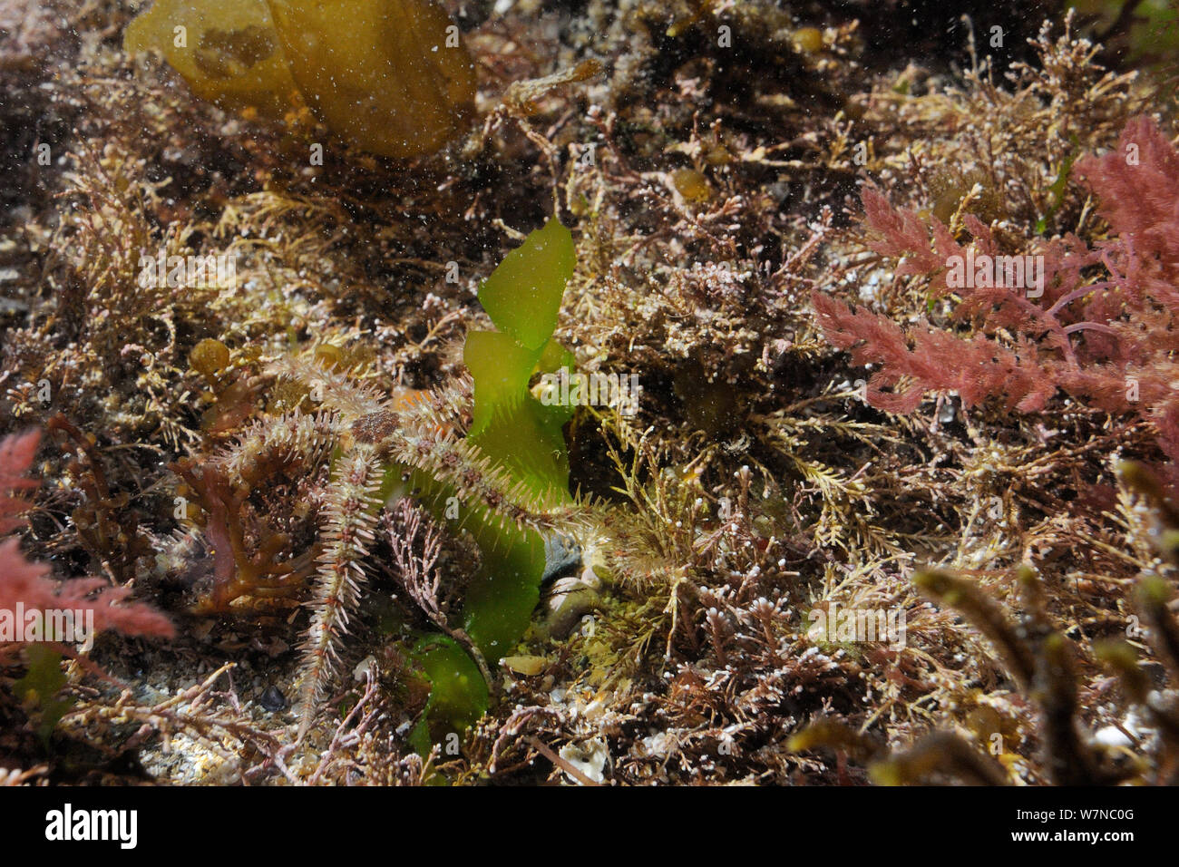 Star fragile commun (Ophiothrix fragilis) bien camouflée entre mélange de rouge et d'algues vertes y compris Coralweed (Corallina officinalis), mauvaises herbes de harpon (Asparagopsis armata) et de laitue de mer (Ulva lactuca), immergés dans un rockpool faible sur un rivage, près de Falmouth, Cornwall, UK, août. Banque D'Images