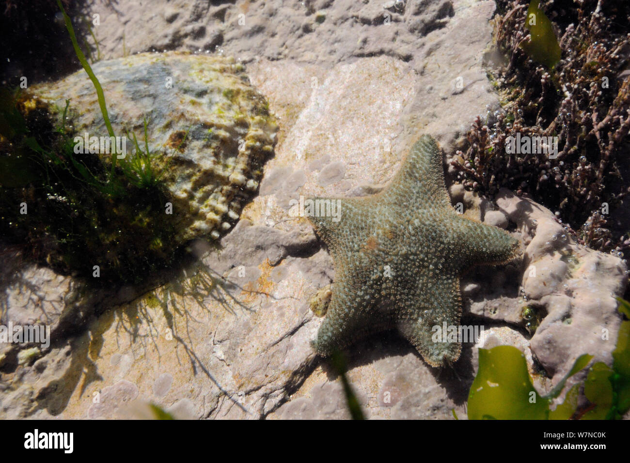 Étoile Asterina gibbosa (coussin) dans rockpool avec patelle commune (Patella vulgata) et d'algues rouges, Wembury, Devon, Royaume-Uni, août. Banque D'Images