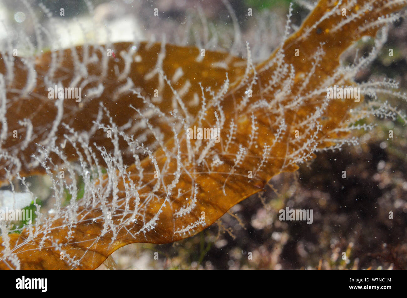 Colonies hydroïdes (Obelia geniculata) joint à Cuvie Varech Laminaria hyperborea (frondes) juste en dessous de niveau de la marée basse, Wembury, Devon, Royaume-Uni, août. Banque D'Images