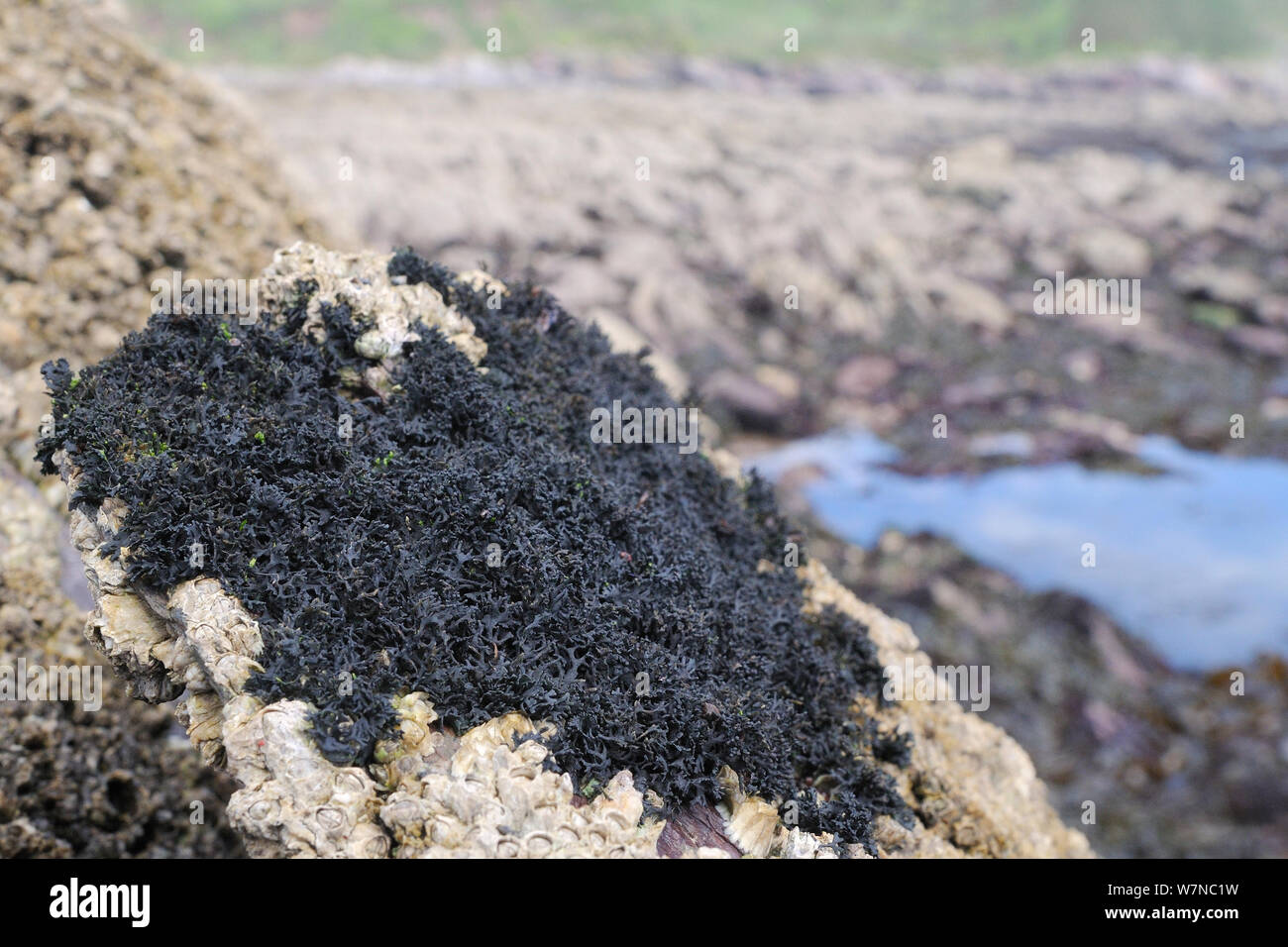 Lichen noir (Lichina pygmaea) couvrant les rochers incrustés de balanes haut sur la rive, Wembury, Devon, Royaume-Uni, août. Banque D'Images