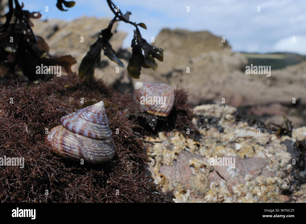 Deux coquilles peintes dessus (le zizyphinum) sur les rochers couverts d'algues rouges et les balanes bas sur la rive, Wembury, Devon, Royaume-Uni, août. Banque D'Images