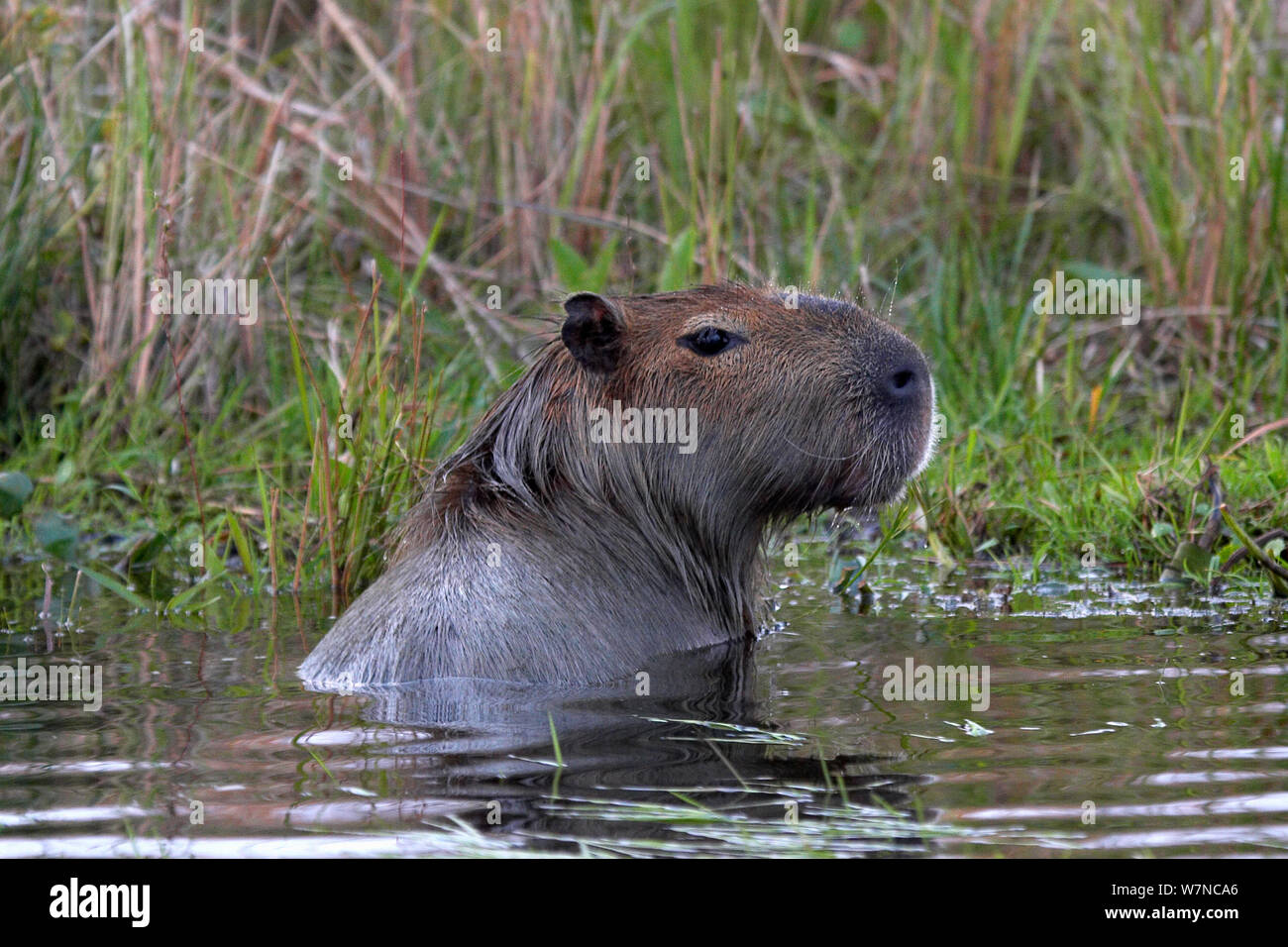 Capybara (Hydrochoerus hydrochaeris). Esteros del Ibera / Ibera Wetlands, Réserve naturelle provinciale de Corrientes, Argentine, Octobre Banque D'Images