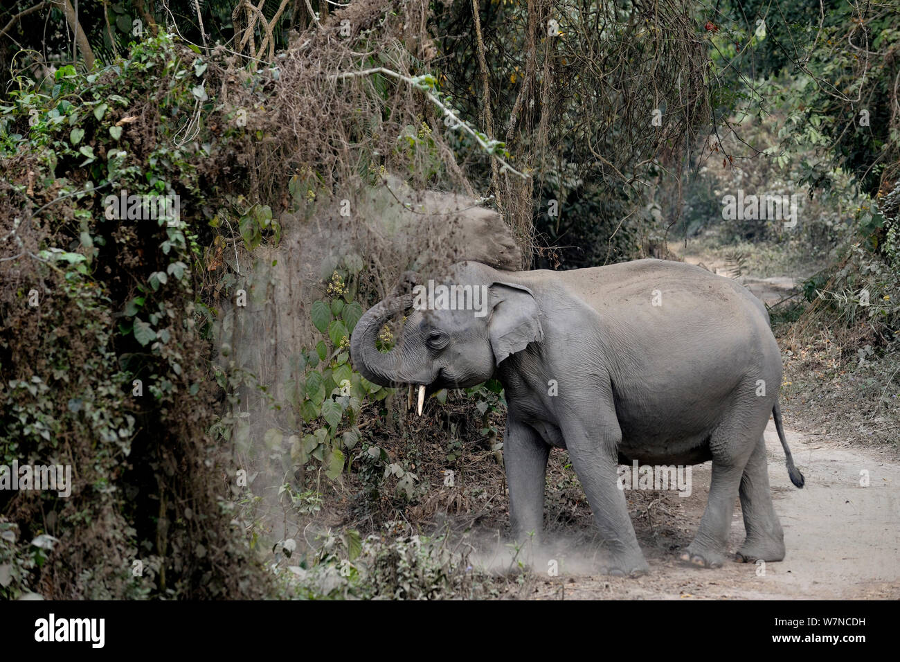 L'éléphant indien (Elephas maximus) poussières baignade, parc national de Kaziranga, Assam, Inde Banque D'Images