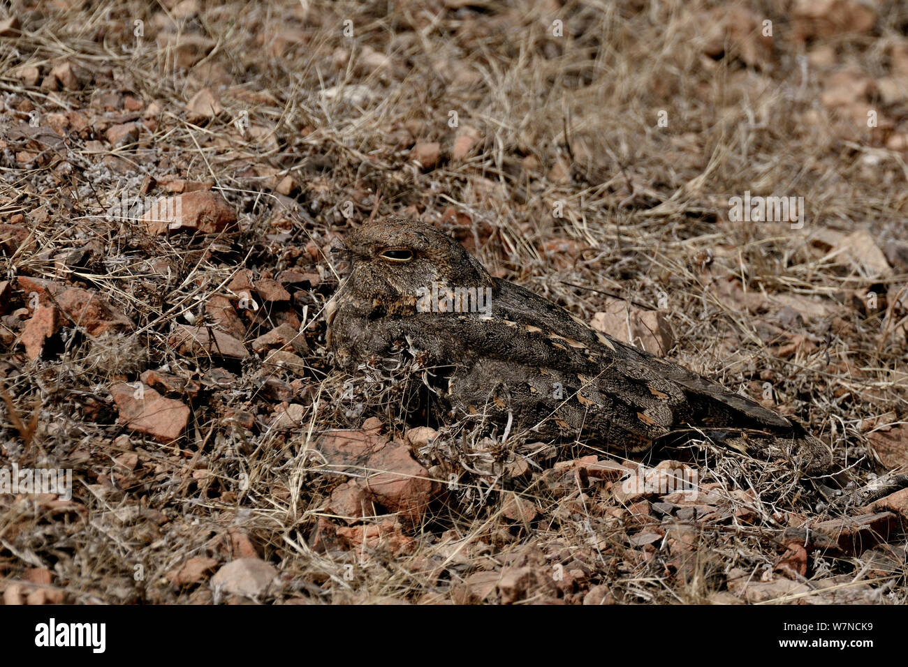 Or (Indien asiaticus) totalement camouflé sur le sol, Ranthambhore National Park, Rajasthan, Inde, Mars Banque D'Images