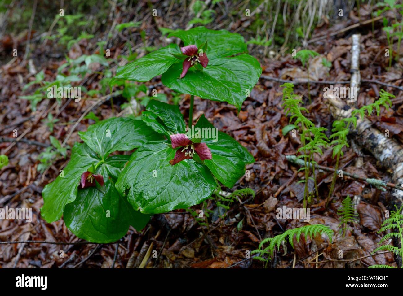Trillium violet (Trillium erectum) Parc Jacques Cartier, Québec, Canada, Mai Banque D'Images
