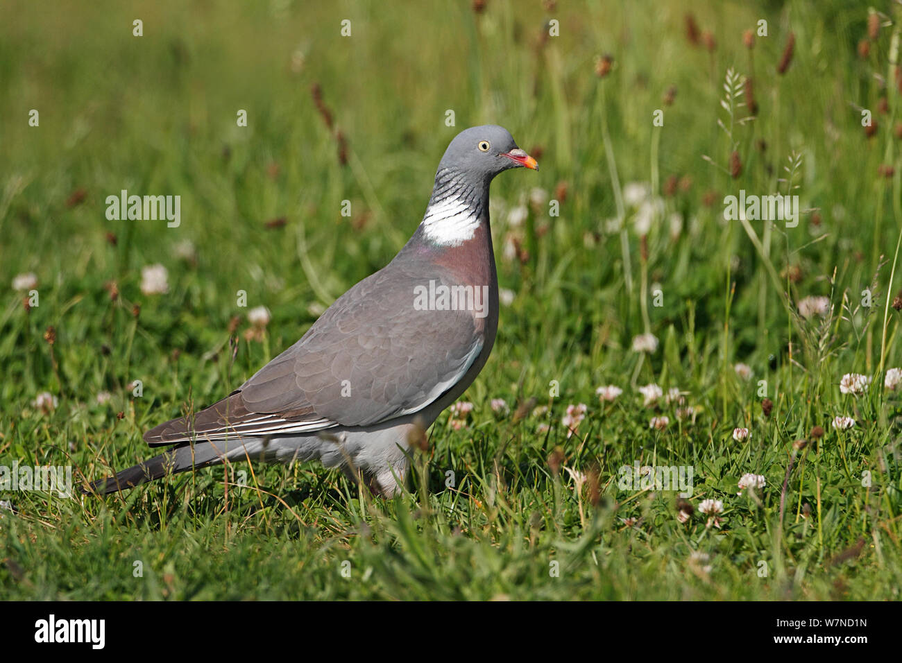 Pigeon ramier (Columba palumbus) en quête de terrain, Wirral Merseyside UK Juin Banque D'Images