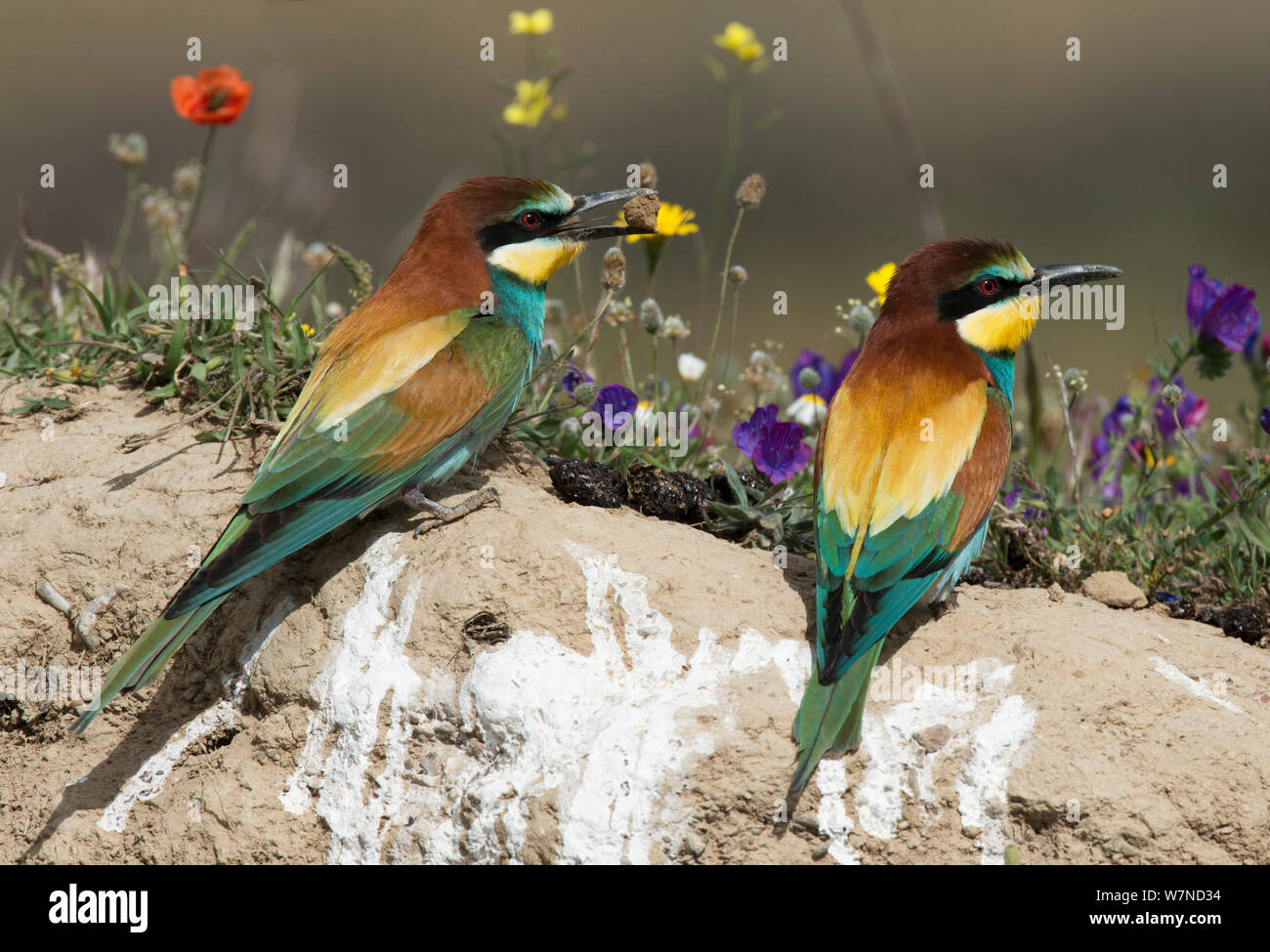 Guêpier d'Europe (Merops apiaster) courtiser une femelle en l'offrant un morceau de sol. Avant la ponte, les femelles mangent de la terre régulièrement pour sa teneur en minéraux. Alentejo, Portugal, avril. Banque D'Images