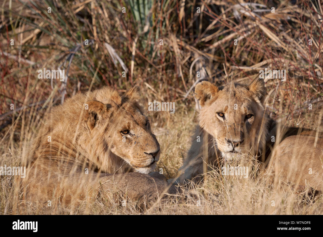 Deux jeunes hommes lions (Panthera leo) reposant, Mombo, Moremi, chef de l'Île, Okavango Delta, Botswana. Banque D'Images
