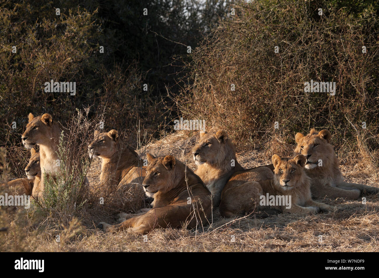 Fierté de lions d'Afrique (Panthera leo) de soleil tôt le matin, Mombo, Moremi, chef de l'Île, Okavango Delta, Botswana. Banque D'Images