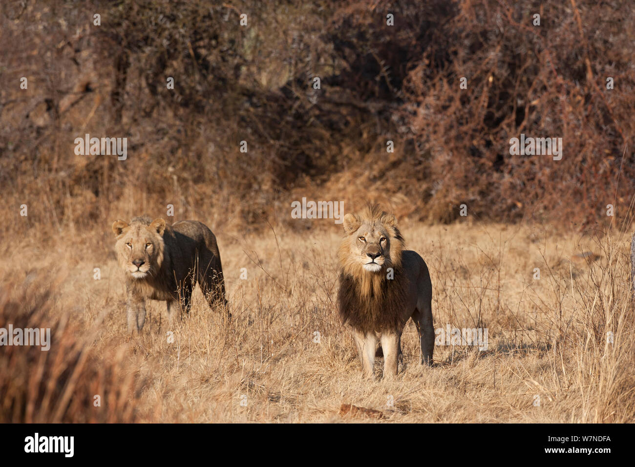 Lionne unique (Panthera leo) femelle avec une crinière ressemblant à celui d'un homme d'alerte permanent, Mombo, Moremi, chef de l'Île, Okavango Delta, Botswana. Banque D'Images