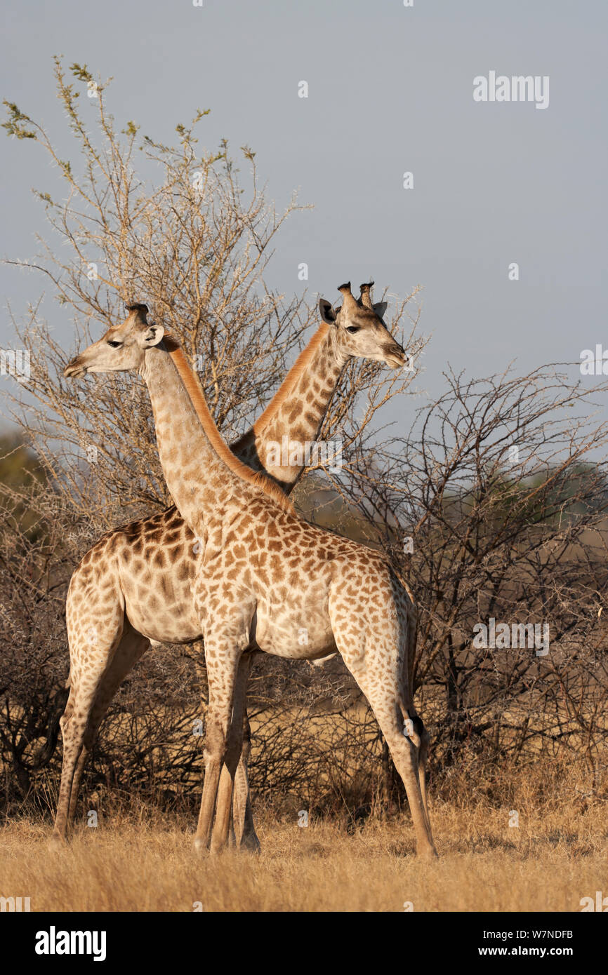Deux jeunes hommes girafes (Giraffa camelopardalis) debout dans des directions opposées. Mombo, Moremi, chef de l'Île, Okavango Delta, Botswana. Banque D'Images