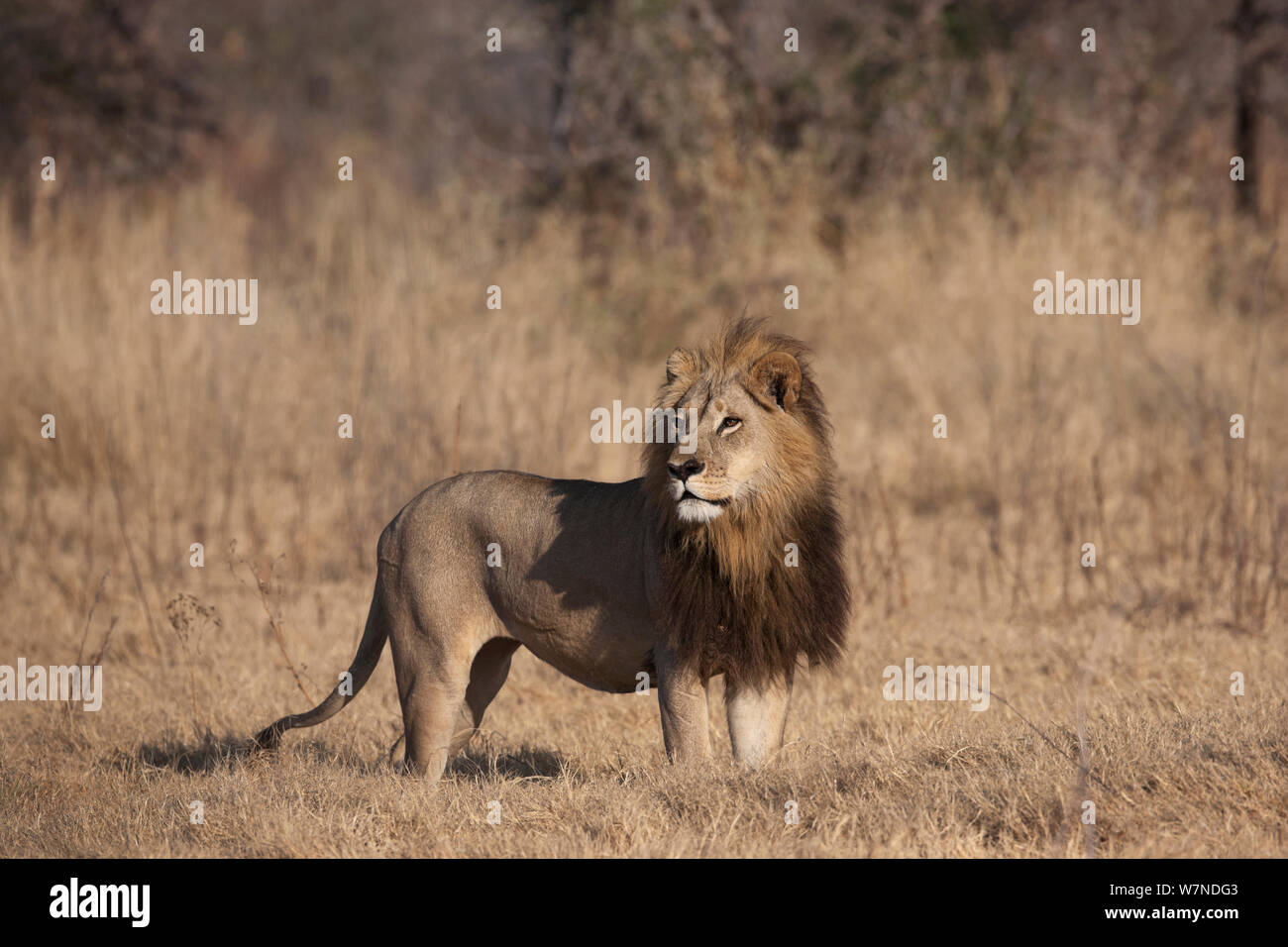 Lionne unique (Panthera leo) femelle avec une crinière ressemblant à celui d'un homme lion debout, alerte Mombo, Moremi, chef de l'Île, Okavango Delta, Botswana. Banque D'Images