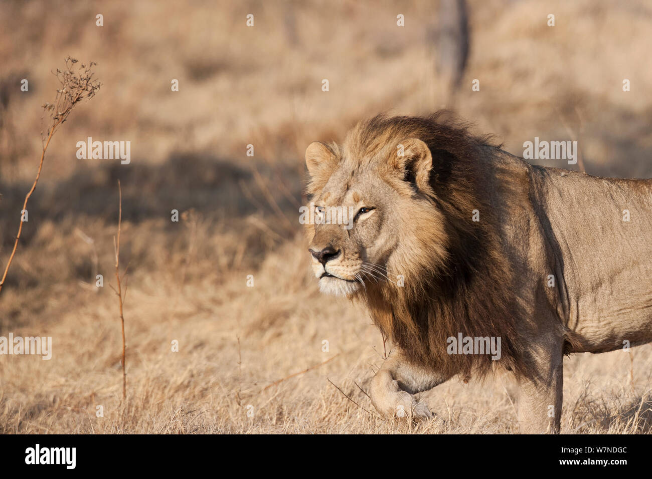 Lionne unique (Panthera leo) femelle avec une crinière ressemblant à celle d'un lion mâle chasse, Mombo, Moremi, chef de l'Île, Okavango Delta, Botswana. Banque D'Images