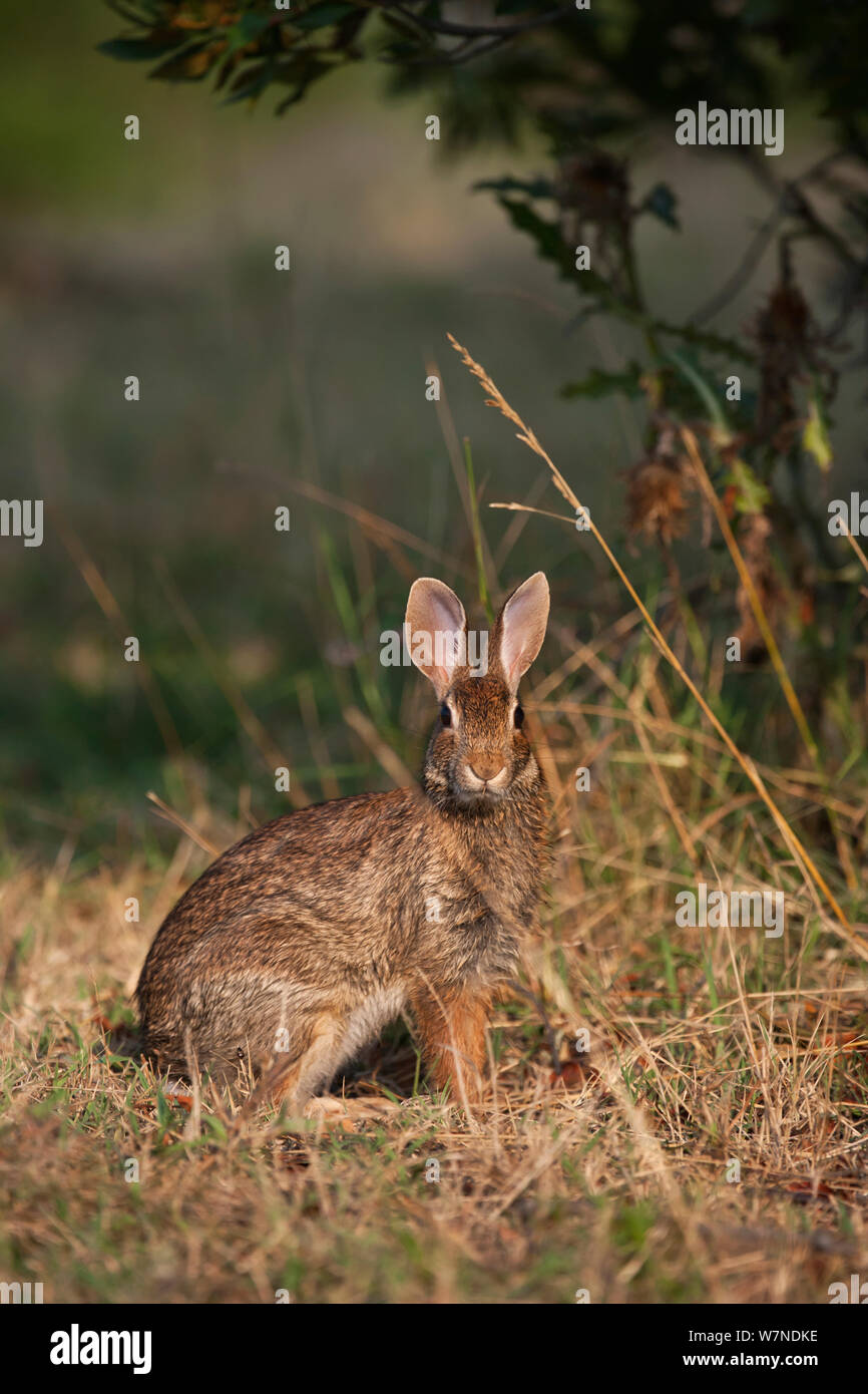 Le Lapin à queue blanche (Sylvilagus floridanus) alerte permanent, Chincoteague National Wildlife Refuge, Chincoteague Island, Virginie, USA Banque D'Images