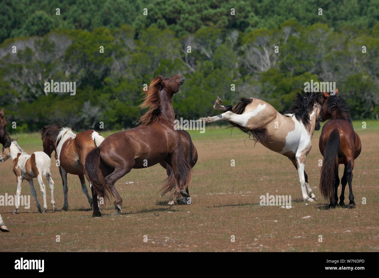 Chincoteague sauvage (Equus caballus) Deux étalons reproducteurs combats, Chincoteague National Wildlife Refuge, Chincoteague Island, Virginie, USA, juin séquence 2 sur 3. Banque D'Images