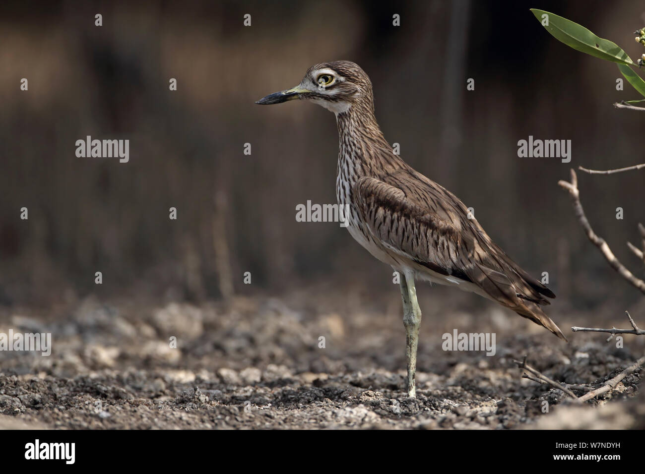 Oedicnème du Sénégal oedicnème criard (Burhinus senegalensis) Rive nord de la Gambie, Février 2012 Banque D'Images