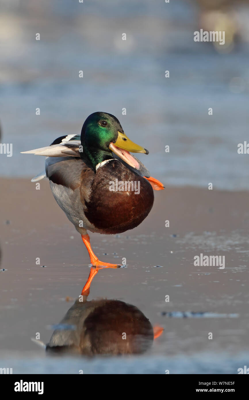 Mallard (Anas platyrhynchus) drake debout sur une jambe et quacking, Norfolk, UK Février Banque D'Images