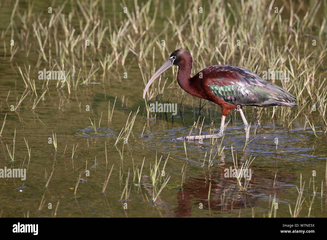 L'Ibis falcinelle (Plegadis falcinellus) pataugeant dans l'eau, Lesbos, Grèce, Avril Banque D'Images