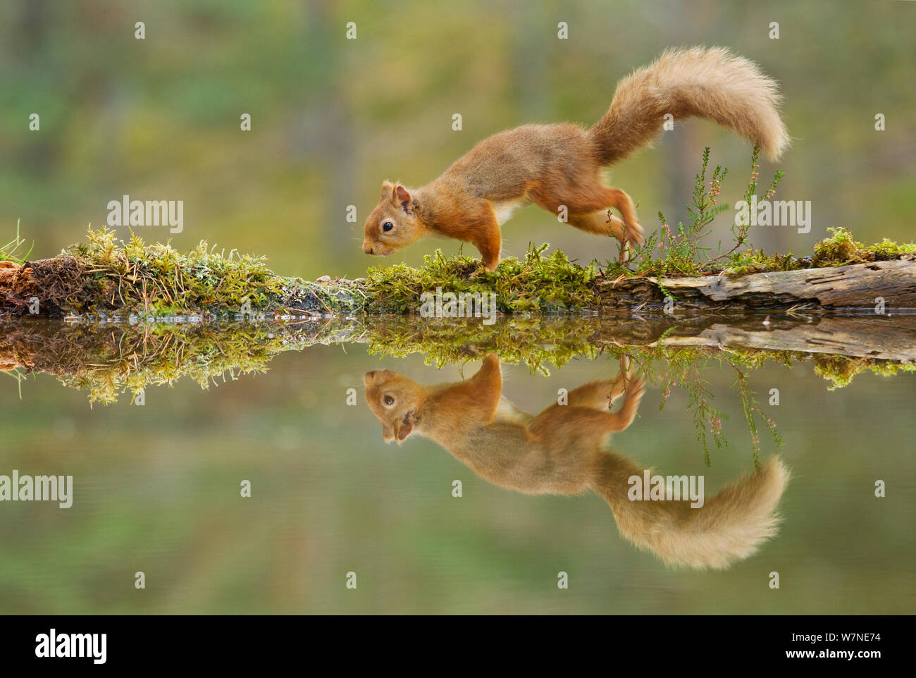 L'écureuil roux (Sciurus vulgaris) balade le long du bord d'une piscine bois, NP de Cairngorms, en Écosse, au Royaume-Uni, en novembre 2011. Années 2020 Livre VISION Plaque. Le saviez-vous ? 75 % de la population britannique de l'écureuil roux vivre en Ecosse. Banque D'Images