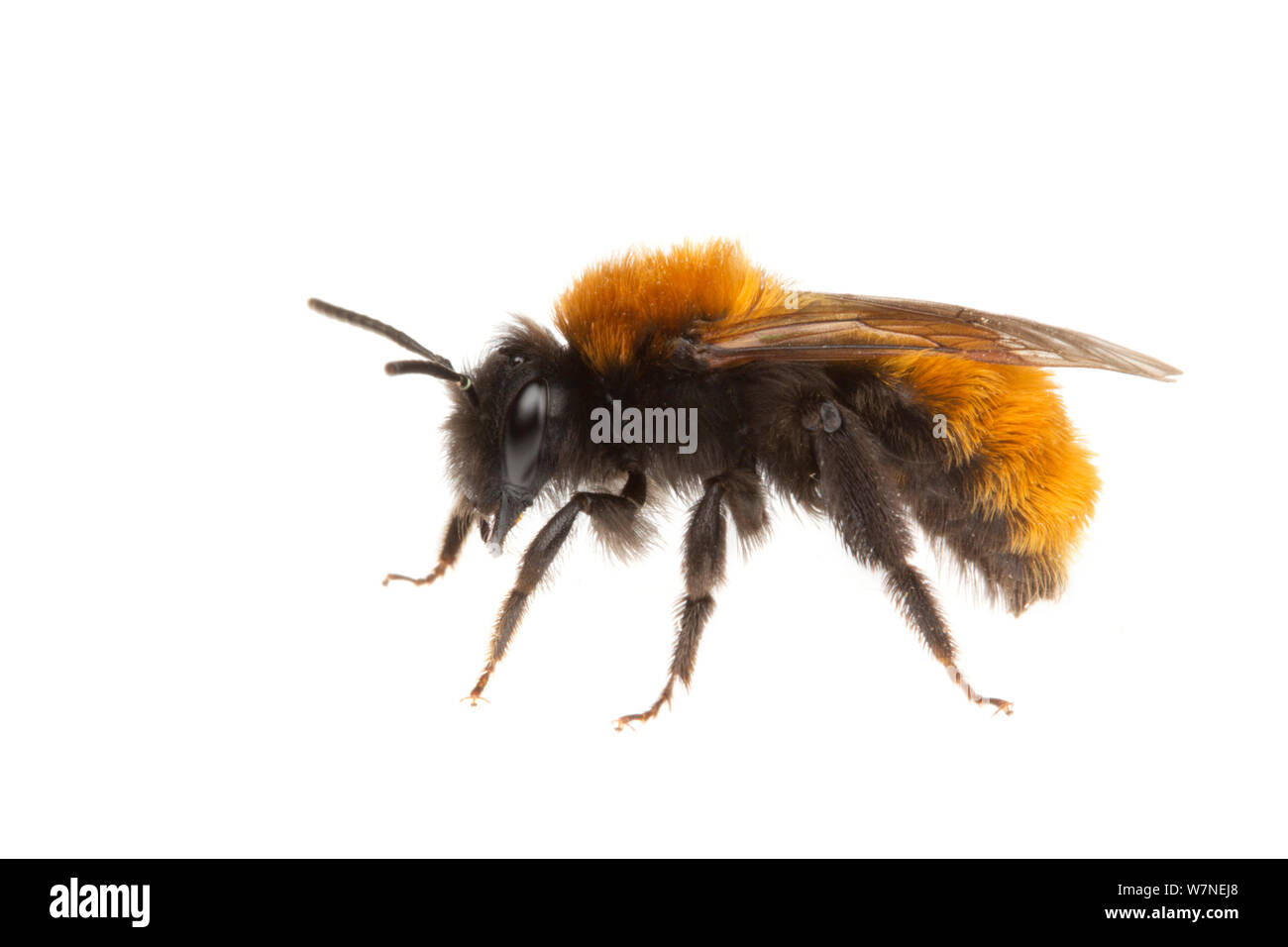 Tawny Mining Bee (Andrena fulva) femelle. Jardin de banlieue, Ashby De La Zouch, Leicestershire, UK, avril. meetyourneighbors.net project Banque D'Images