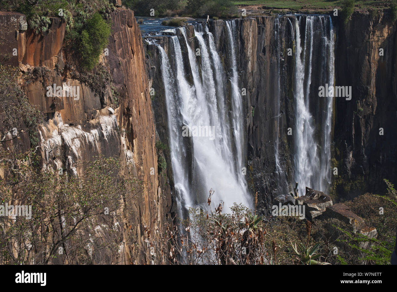 Le sud de l'ibis chauve (Geronticus calvus) colonie de nidification sur les falaises près de Mooi River Falls, KwaZulu-Natal, Afrique du Sud, octobre 2006 Banque D'Images