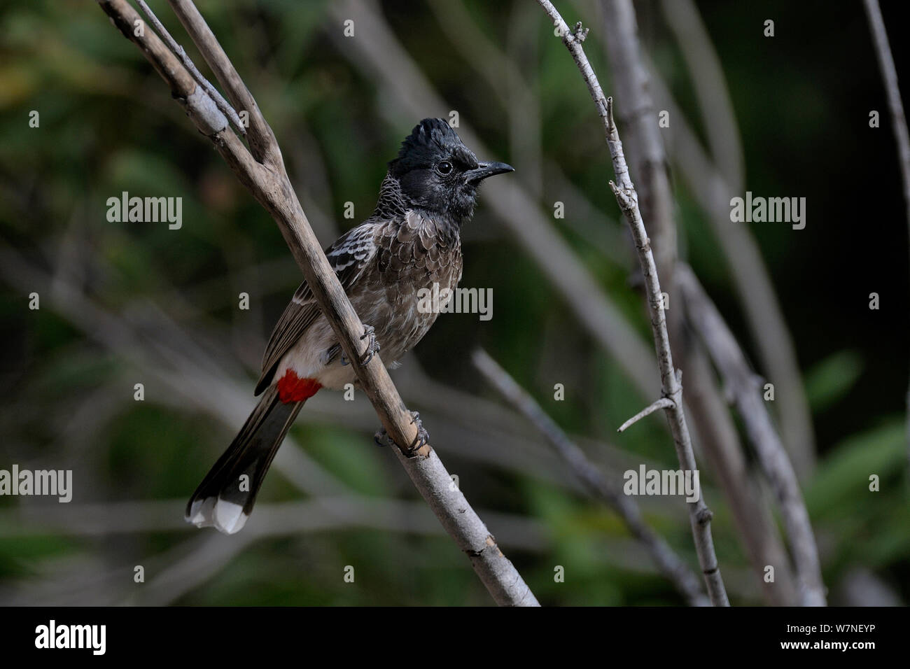 Bulbul ventilé rouge (Pycnonotus cafer) Inde, Mars Banque D'Images