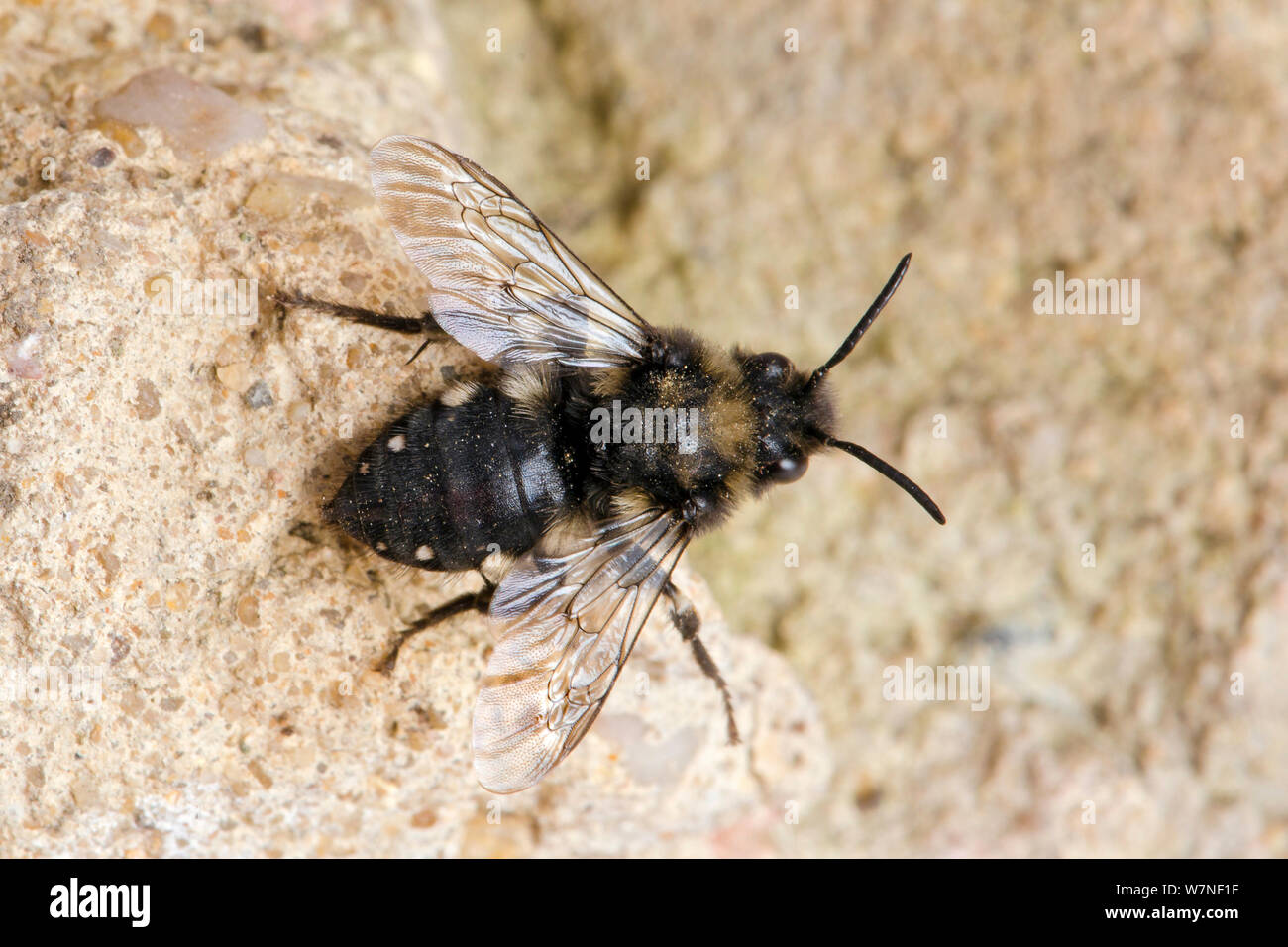 Cuckoo bee (Melecta albifrons) Anthophora plumipes (de parasite) sur l'ancien mur où les espèces hôtes, nids, Hertfordshire, England, UK, avril Banque D'Images