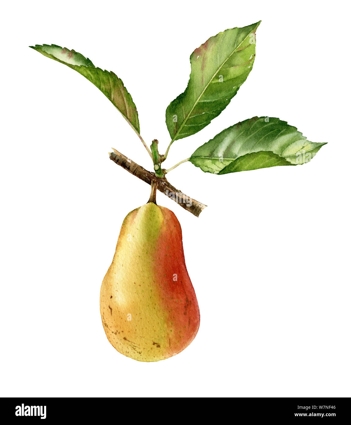 Illustration aquarelle botanique réaliste pear tree branche avec fruits entiers et les feuilles mûres clipart isolé juteux. peints à la main, d'aliments exotiques frais Banque D'Images
